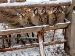 ≻ Dinnertime at the Trough ≺