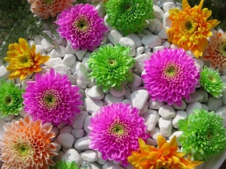 beautiful flowers