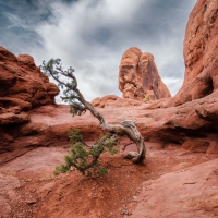 A Lone Tree in the Middle of Arches National Park, Utah