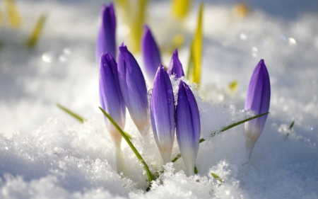 Crocus Buds - flowers, buds, crocuses, snow, purple