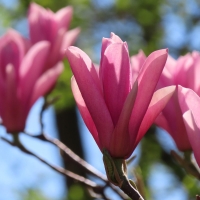 Magnolia