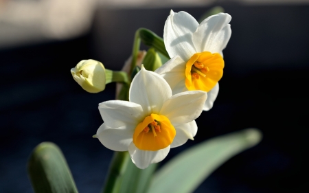 Daffodils - flowers, daffodils, white, nature