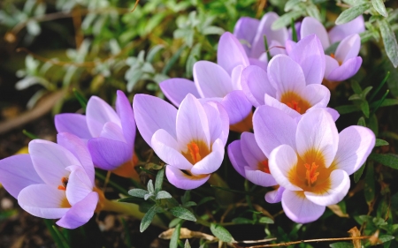 Crocuses - Flowers & Nature Background Wallpapers on Desktop Nexus