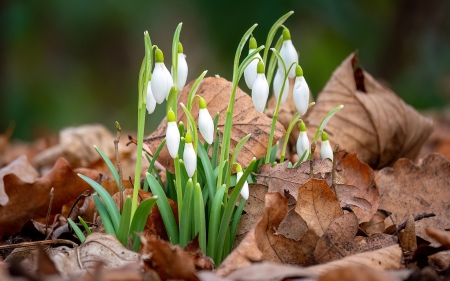 Snowdrops in Old Leaves