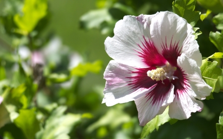 White Hibiscus - Flowers & Nature Background Wallpapers on Desktop