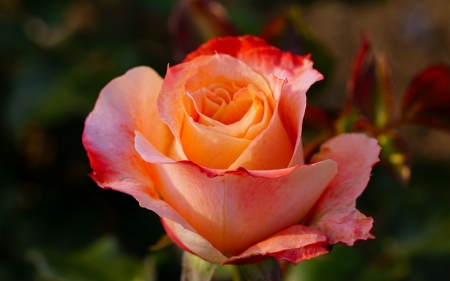 Orange Rose - Flowers & Nature Background Wallpapers on Desktop Nexus