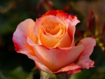 Orange Rose