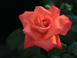 Orange Rose