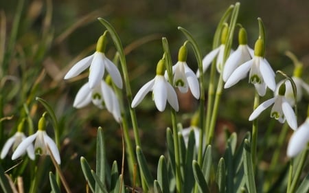 Snowdrops - snowdrops, macro, flowers, white