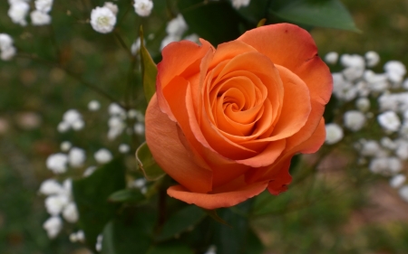 Orange Rose - Flowers & Nature Background Wallpapers on Desktop Nexus