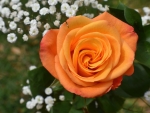 Orange Rose