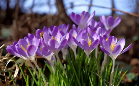 Crocuses - Flowers & Nature Background Wallpapers on Desktop Nexus