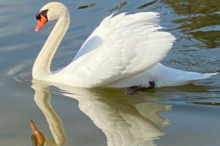 White - bird, goose, white, wonderful