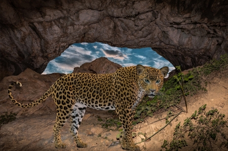 Leopard - barlang, ragadozo, termeszet, vadallat, vadvilag