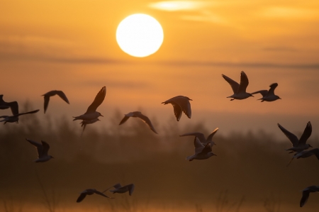 Seagulls flying at sunrise - madarak, napkelte, reggel, siralyok, termeszet