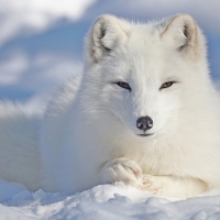 Arctic Fox (Vulpes Lagopus)