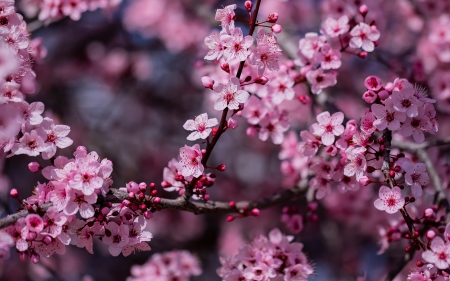 Spring - primavara, sakura, blossom, plum, cherry, flower, pink