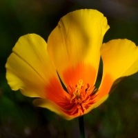 California Poppy