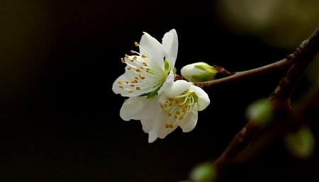 Welcome Spring