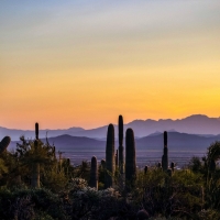 Sunset in Saguaro National Park, Arizona