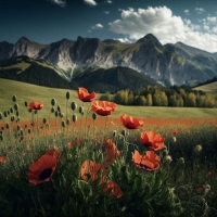 Poppy field