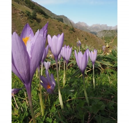 Crocus - field, flower, crocus, nature