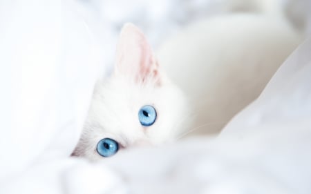 :) - pisici, eyes, blue, cat