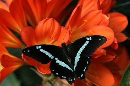 Butterfly and flowers - pillango, beporzas, termeszet, viragzik, piros viragok