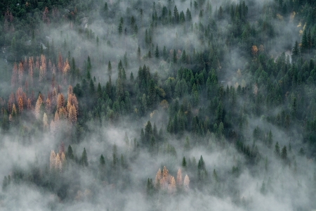 Forest Fog