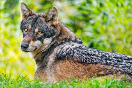 Iberian Wolf - animal, iberian, nature, wolf