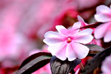 Pink flowers - virag, novenyvilag, termeszet, rozsaszin