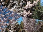 Collage of spring flowers