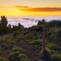 A field of Tajinastes above the clouds in the mountains of La Palma, Canary Islands