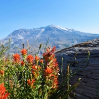 Wildflowers at Mount Saint Helens, Washington