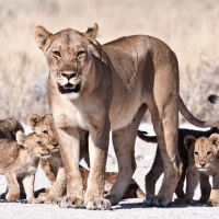 Lioness with cubs