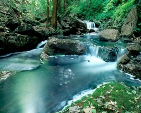 Forest stream - erdei, fak, folyam, kovek, patak, tavasz, zold