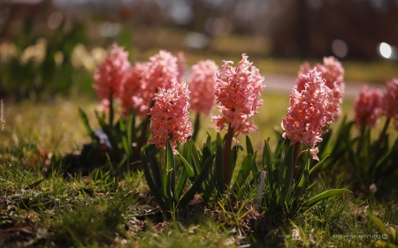 Pink Hyacinths - flowers, pink, spring, hyacinths