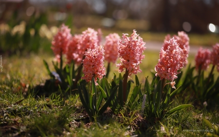 Pink Hyacinths