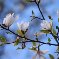 Magnolia