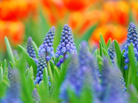 Muscari blue flowers - blurred photography - elmosodott fenykepezes, kek, muscari, termeszet, viragok