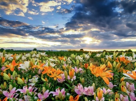 Lily field