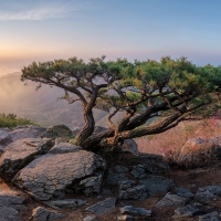 Bristlecone Pine, Mountains of California