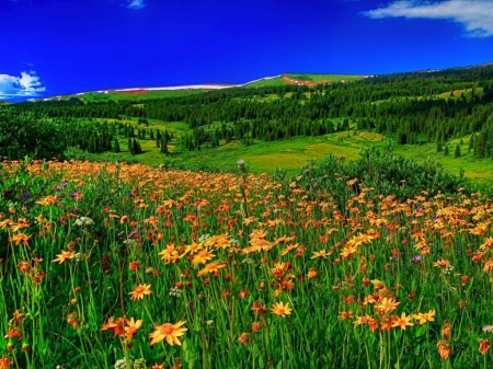 Spring mountain flowers - erdokkel, tiszta egbolt, viragok, ret, fenyofakkal, zold fuves, tavaszi, hegyi