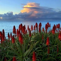 Seaside red flowers