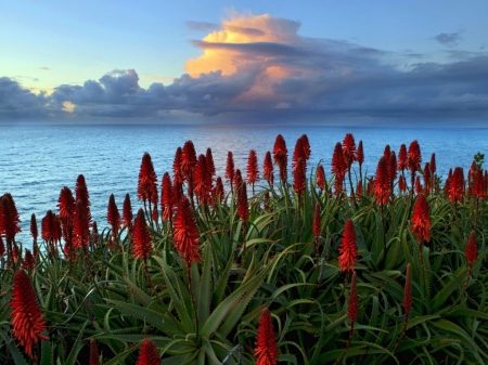 Seaside red flowers - egbolt, termeszet, tengerpart, piros viragok, gyonyoru, tenger