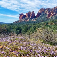 Flowers blooming in Sedona, Arizona