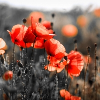 Red poppies black field