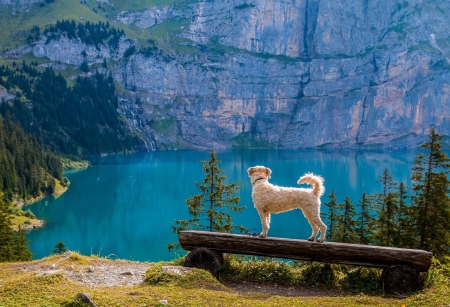 Lake Oeschinen - Switzerland - erdo, hegyek, kutya, novenyzet, oeschinen-to, padon egy kutya all, svajc, termeszet