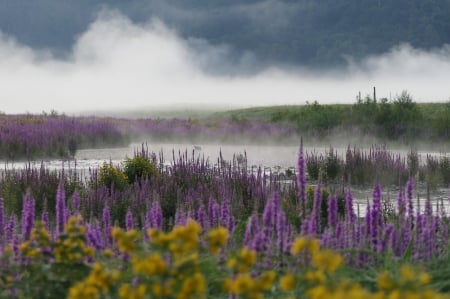 Fog and meadow flowers in the lake area - to-teruleten, novenyek, viragok, termeszet, ret, gyomok, lila es sarga, kod