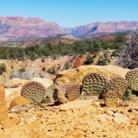 Nestled Cacti, Offroad outside St. George, Southern Utah